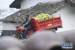 （经济）（3）重庆涪陵：榨菜产业防疫生产两手抓 - 新华网