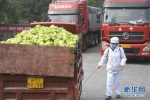 （经济）（5）重庆涪陵：榨菜产业防疫生产两手抓 - 新华网