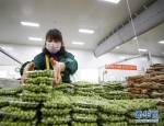 （经济）（1）重庆潼南：全力保障蔬菜供应 - 新华网