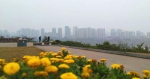 花开疫散时，让我们相约在江城的春天里 - 重庆晨网