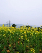 花开疫散时，让我们相约在江城的春天里 - 重庆晨网