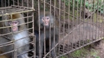 男子非法饲养藏酋猴被立案调查 - 重庆晨网