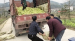 青菜头就快烂在地里……第一书记两天帮村民卖出上万斤 - 重庆晨网