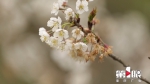 樱桃花开 感受春天里的美丽 - 重庆晨网