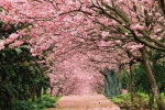 3月至，“云”赏花！不出门也能许你一个繁花似锦的春天 - 重庆晨网