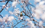 3月至，“云”赏花！不出门也能许你一个繁花似锦的春天 - 重庆晨网