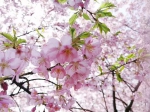 太美了！30000株樱花盛开，这才是重庆最美春天 - 重庆晨网