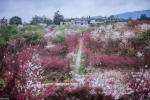 太美了！30000株樱花盛开，这才是重庆最美春天 - 重庆晨网