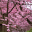 七大赏花地的花香气，承包了重庆人对春天的期盼 - 重庆晨网