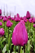 七大赏花地的花香气，承包了重庆人对春天的期盼 - 重庆晨网
