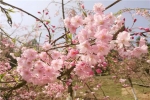 重庆三月赏花指南，春天它来了！ - 重庆晨网