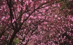 重庆三月赏花指南，春天它来了！ - 重庆晨网