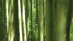 与世隔绝的梁平竹海，14万亩成片竹林，隐匿着杨贵妃的千年荔枝古道 - 重庆晨网