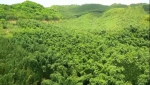 与世隔绝的梁平竹海，14万亩成片竹林，隐匿着杨贵妃的千年荔枝古道 - 重庆晨网