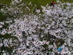 视频 | 航拍南山植物园：春色满园关不住 - 重庆晨网