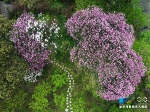 视频 | 航拍南山植物园：春色满园关不住 - 重庆晨网