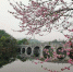 这条重庆公园最美园路，邀你来赏粉红“樱花雨” - 重庆晨网