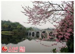 这条重庆公园最美园路，邀你来赏粉红“樱花雨” - 重庆晨网
