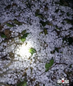 南川：硬币大的冰雹从天而降 - 重庆晨网