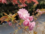 重庆主城樱花盛花期将过 错过这个周末或要再等一年 - 重庆晨网