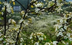 阳春三月，在重庆看一场绝美的梨花雨 - 重庆晨网