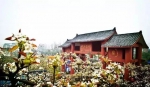 阳春三月，在重庆看一场绝美的梨花雨 - 重庆晨网
