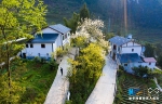 无人机航拍：巫溪茶山村的春天 - 重庆晨网