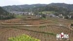 黔江打造300亩红豆杉基地 - 重庆晨网