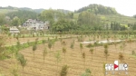 黔江打造300亩红豆杉基地 - 重庆晨网