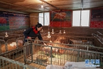 （经济）（3）重庆荣昌：多措并举助推生猪产能恢复 - 新华网