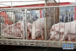 （经济）（6）重庆荣昌：多措并举助推生猪产能恢复 - 新华网