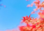 重庆春日也能赏红枫 不容错过的视觉盛宴 - 重庆晨网