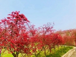 重庆春日也能赏红枫 不容错过的视觉盛宴 - 重庆晨网
