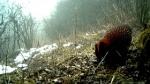 巫溪深山的红外线摄像头下有一片奇幻森林 - 重庆晨网