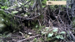 巫溪深山的红外线摄像头下有一片奇幻森林 - 重庆晨网