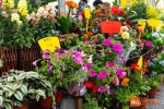 重庆这个新开的大型花鸟市场，去一次就可以收获春天！ - 重庆晨网