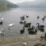 玄天湖有位天鹅“保姆” - 重庆晨网