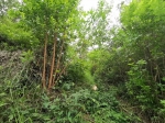 荒山伐树500株以为没人知道 森林卫星监测警方抓获4人 - 重庆晨网