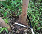 荒山伐树500株以为没人知道 森林卫星监测警方抓获4人 - 重庆晨网