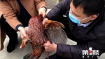 半月时间救助 受伤红腹角雉重新回归自然 - 重庆晨网