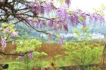 藏于重庆的仙境般花海 还有如诗如画的田园 - 重庆晨网