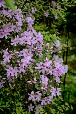 春日里的小清新，这片高山紫色秘境，等你来打卡 - 重庆晨网