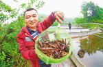 种灵芝、养小龙虾……特色产业成了大盛镇的“香饽饽” - 重庆晨网