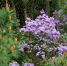 春日里的小清新，这片高山紫色秘境值得打卡 - 重庆晨网