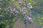 春日里的小清新，这片高山紫色秘境值得打卡 - 重庆晨网