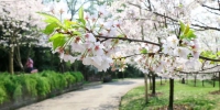4月，在重庆体验春夏秋冬 - 重庆晨网