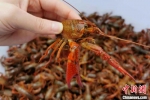 图为被称为“潼南红”的小龙虾。潼南区委宣传部供图 - 重庆晨网