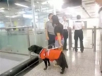 导盲犬能不能上地铁？可以！要配备可识别标志 - 重庆晨网