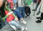 导盲犬能不能上地铁？可以！要配备可识别标志 - 重庆晨网