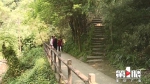 古树、清风、石板路……重庆今年将建7条特色山城步道 - 重庆晨网